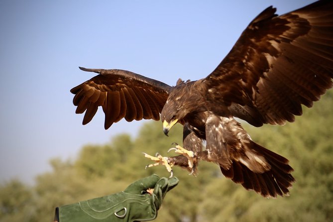 Falcon 1—Private Dubai Falconry Safari - Who Should Book This Falconry Safari?