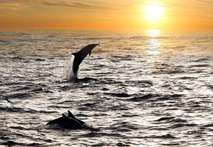 Fazana: Dolphin Finder in Brijuni islands Safari with Dinner - Key points worth your attention