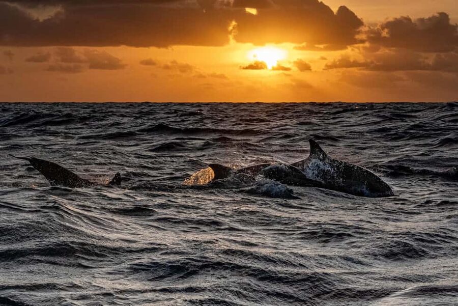 Fazana: Dolphin Finder in Brijuni islands Safari with Dinner - Who should book this dolphin cruise (and who should skip it)