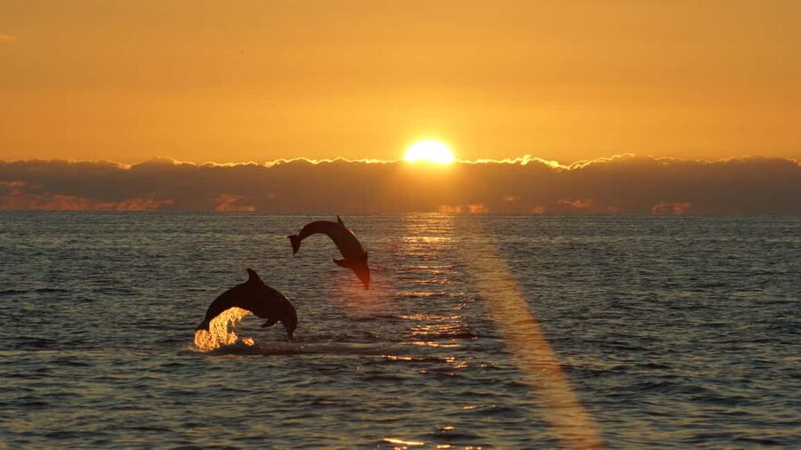 Fazana: Dolphin Finder in Brijuni islands Safari with Dinner - Drinks, Wi‑Fi, and the small comforts that change the experience