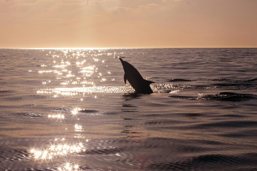 Fazana: Dolphin Finder in Brijuni islands Safari with Dinner - Price and value: is this $34 cruise a smart buy?