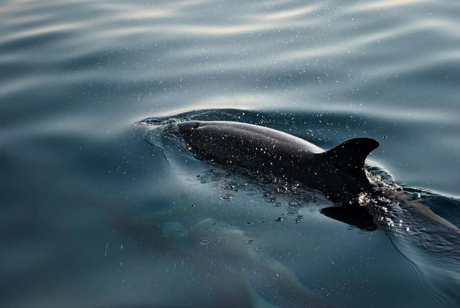 FAŽANA: DOLPHIN SAFARI - Key highlights you’ll feel fast