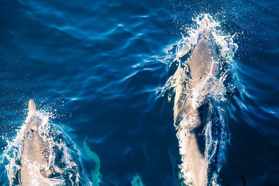 FAŽANA: DOLPHIN SAFARI - Why the Fažana Dolphin Safari is a smart evening plan