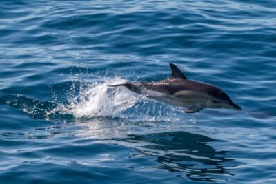 FAŽANA: DOLPHIN SAFARI - Meeting the glass-bottom boat at Fažana’s main pier