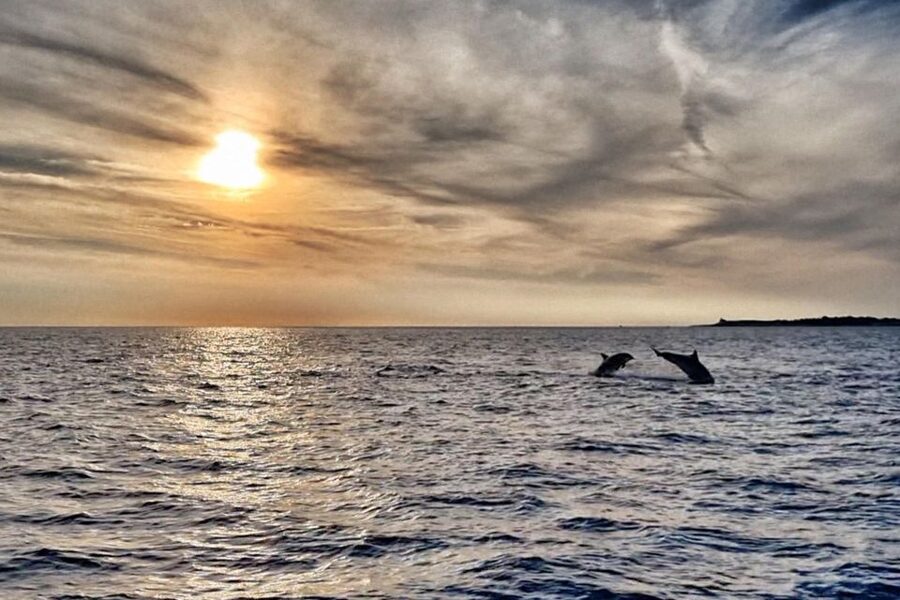 Fazana: dolphin safari and sightseeing in Brijuni at sunset - Key things to know before you go