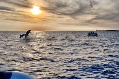 Fazana: dolphin safari and sightseeing in Brijuni at sunset - The Dolphin Search: How the Captain Finds Them