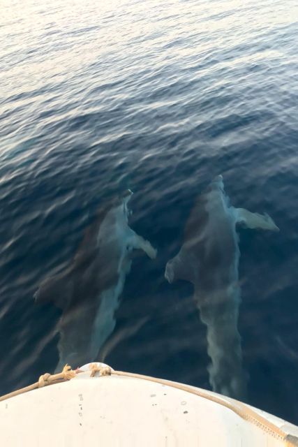 Fazana: dolphin safari and sightseeing in Brijuni at sunset - Onboard Comfort on the Kristina Boat