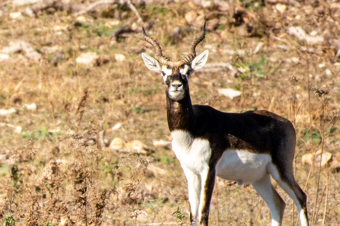 Fredericksburg Safari Tour With Wine Tasting - Wine Tasting at the Tasting Room: A Proper Stop, Not an Afterthought