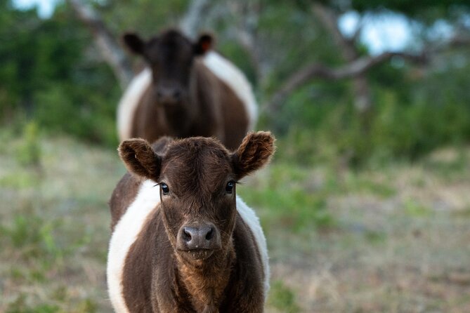 Fredericksburg Safari Tour With Wine Tasting - Making Your Visit Better: Timing, Mindset, and Questions to Ask