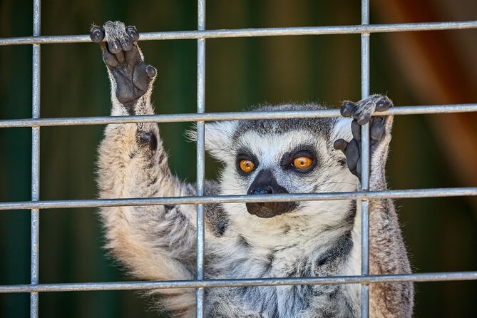 Fredericksburg Safari Tour With Wine Tasting - The Animals You’ll Meet (and the Feel of a Sanctuary Visit)