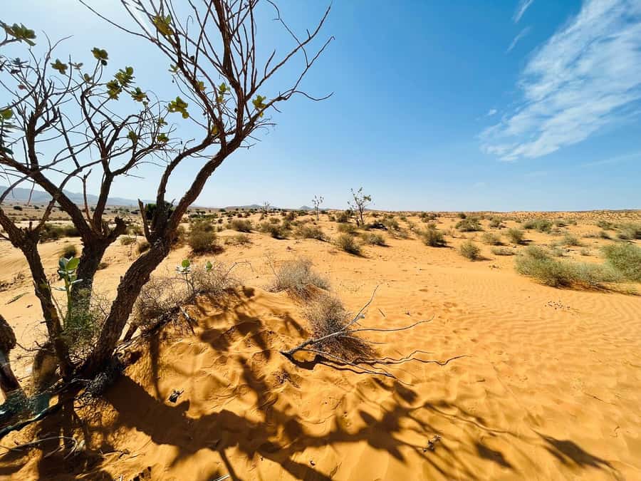 From Agadir: Jeep Desert Safari with Lunch and Camel Ride - Jeep 4x4 Time in the Massa Valley and Souss-Massa National Park