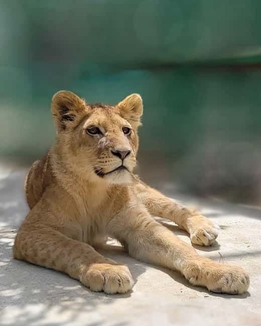 From Alanya: Lion Safari & Green Canyon Splash Feast w/Lunch - Quick hits worth knowing