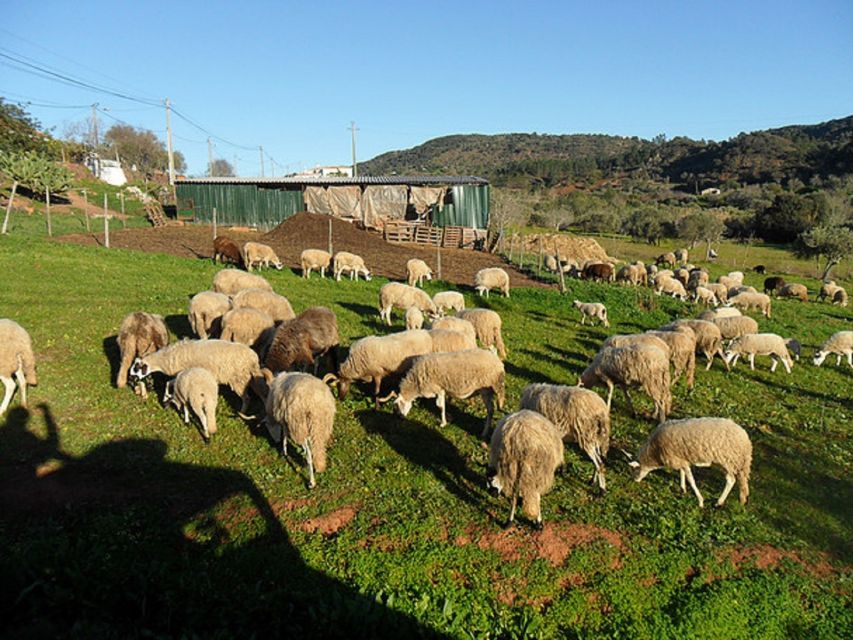 From Albufeira: Half-Day Algarve Jeep Safari - Who this half-day jeep safari is best for