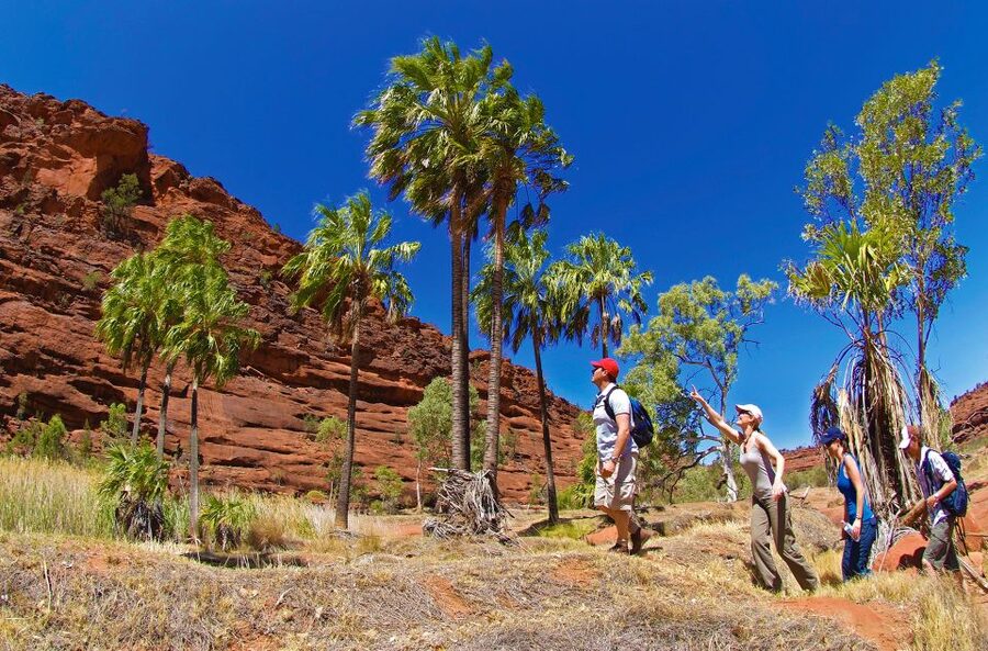 From Alice Springs: Palm Valley 4WD Outback Safari + Picnic - Should You Book This Alice Springs 4WD to Palm Valley?