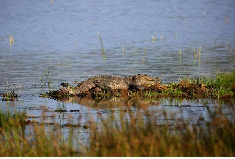 From Anuradhapura: All Inclusive Full Day Safari at Wilpattu - Key Things That Make This Wilpattu Safari Worth Your Time