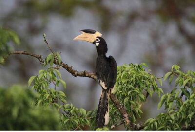 From Anuradhapura: All Inclusive Full Day Safari at Wilpattu - The 5:00 a.m. Pickup: A Long Day With a Clear Target