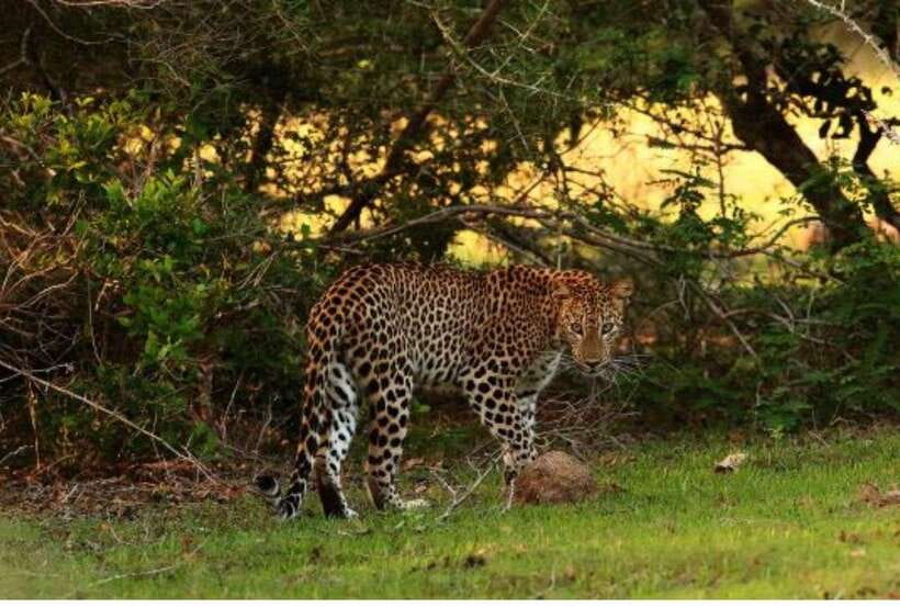 From Anuradhapura: All Inclusive Full Day Safari at Wilpattu - Wildlife You Can Plan For: Leopards, Sloth Bears, Crocs, and More