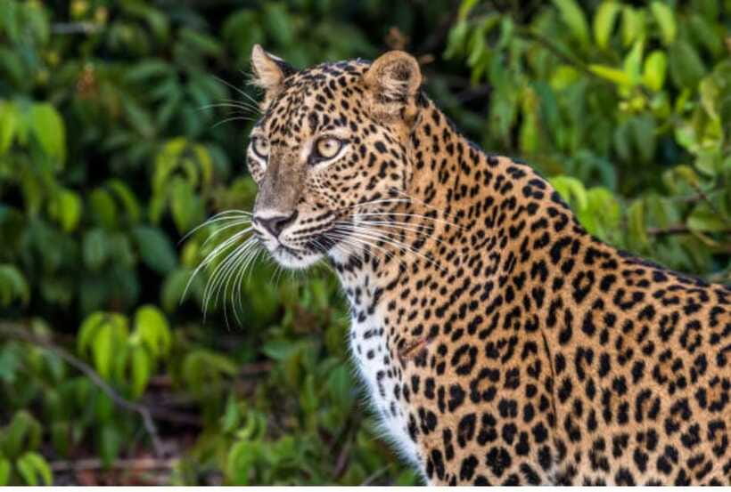 From Anuradhapura: All Inclusive Full Day Safari at Wilpattu - Jeep Setup and the Small Things That Improve Sightings
