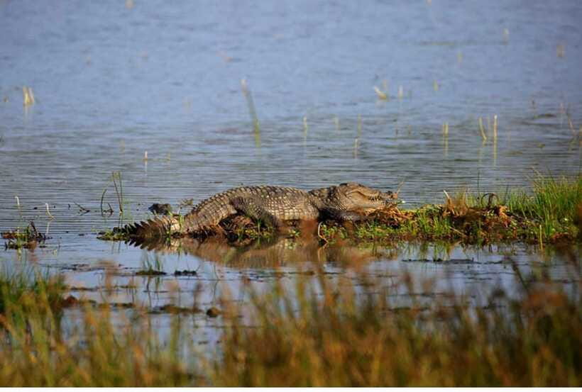 From Anuradhapura: All Inclusive Full Day Safari at Wilpattu - Price and Value: What $117 Covers (and What to Confirm)