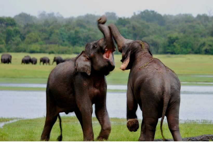 From Anuradhapura: All Inclusive Full Day Safari at Wilpattu - Who This Safari Suits Best (And Who Might Want to Think Twice)