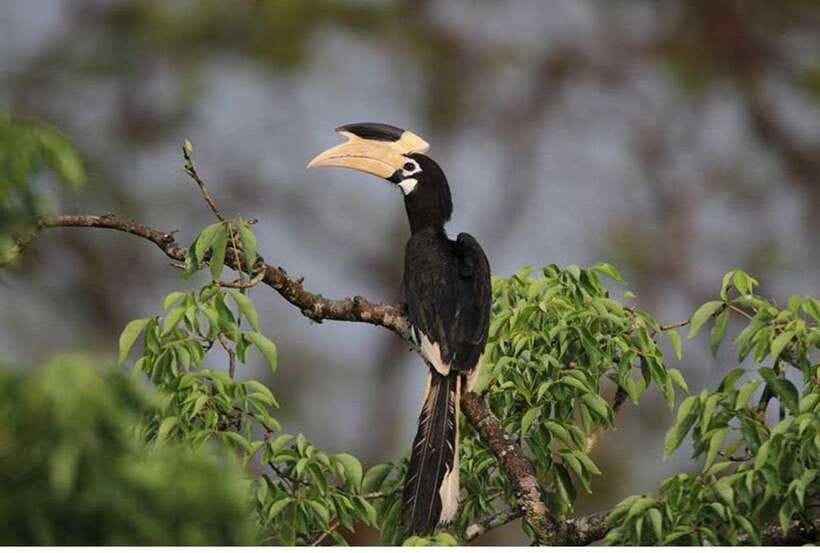 From Anuradhapura: All Inclusive Full Day Safari at Wilpattu - The 5:00 a.m. Pickup: A Long Day With a Clear Target