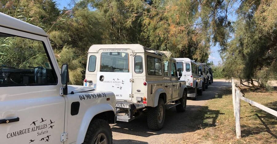 From Arles: Half-Day 4x4 Camargue Safari - Meet Your Guide, Get the Real Camargue Story