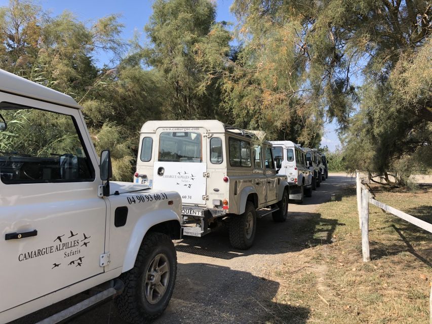 From Arles: Half-Day 4x4 Camargue Safari - Private-Land Views of Camargue Bulls and Horses
