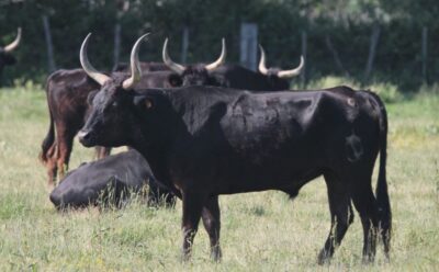 From Arles: Half-Day 4x4 Camargue Safari - The Marsh Roads: Where You Look for Flamingos and Other Birds