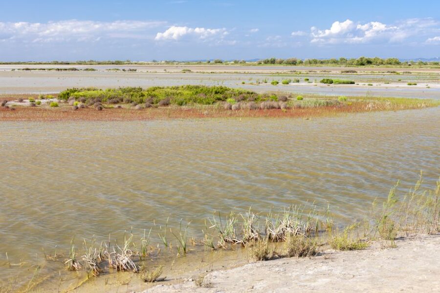 From Arles: Half-Day 4x4 Camargue Safari - How the 4x4 Ride Feels: Photos, Wind, and Comfort
