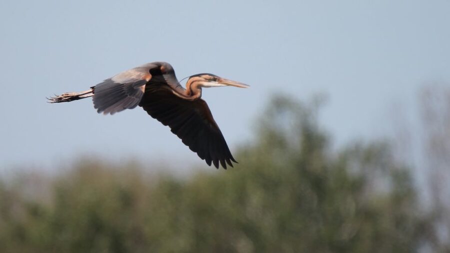 From Arles: Half-Day 4x4 Camargue Safari - Who This Safari Fits Best