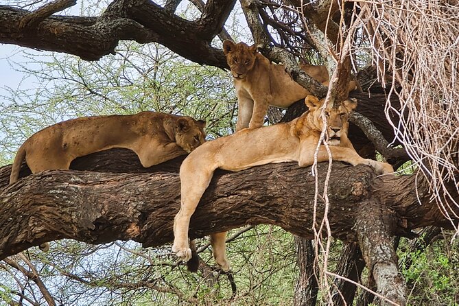 From Arusha: 6 Day Classic Game Drive Serengeti & Ngorongoro - Day 1: Lake Manyara’s birds, baboons, and tree-climbing lions