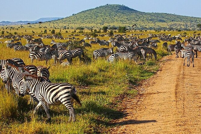 From Arusha: 6 Day Classic Game Drive Serengeti & Ngorongoro - Day 5: Ngorongoro Crater for Big Five chances