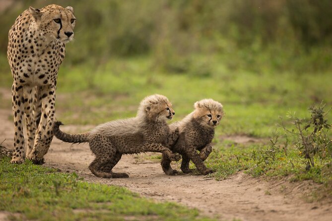From Arusha: 6 Day Classic Game Drive Serengeti & Ngorongoro - Guides and spotting: why the names keep showing up