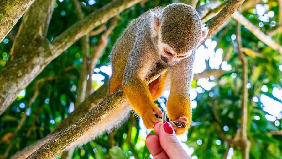 From Bayahibe: Half Day Monkeyland Safari - Botanical garden time: native plants and flowers in a calmer pace