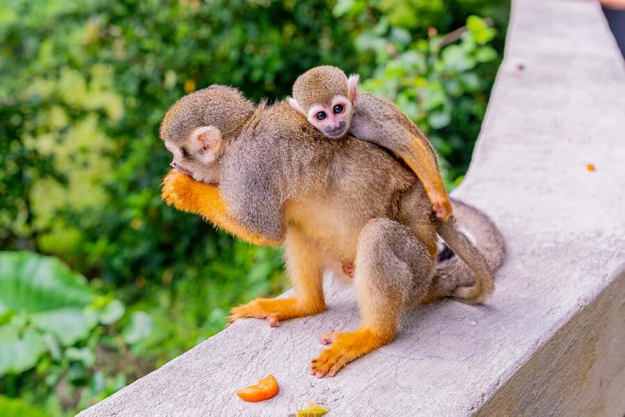 From Bayahibe: Half Day Monkeyland Safari - Photo and hand-feeding tips: the bright-object rule