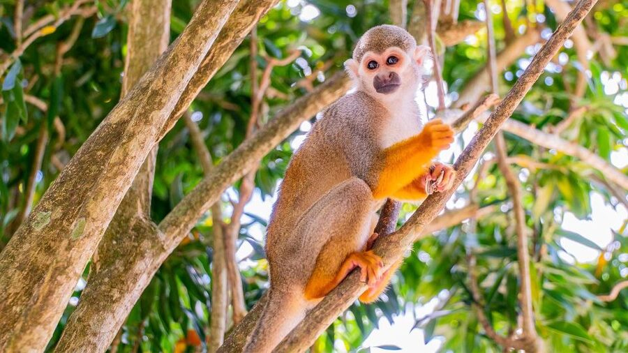 From Bayahibe: Half Day Monkeyland Safari - Price check: is $95 good value for this Bayahibe experience?