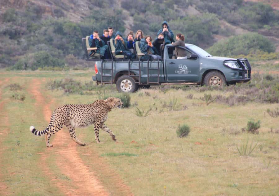 From Cape Town: 2-Day Safari at Garden Route Game Lodge - Cape Town to Cape Agulhas: A Coastal Drive That Actually Has Plot