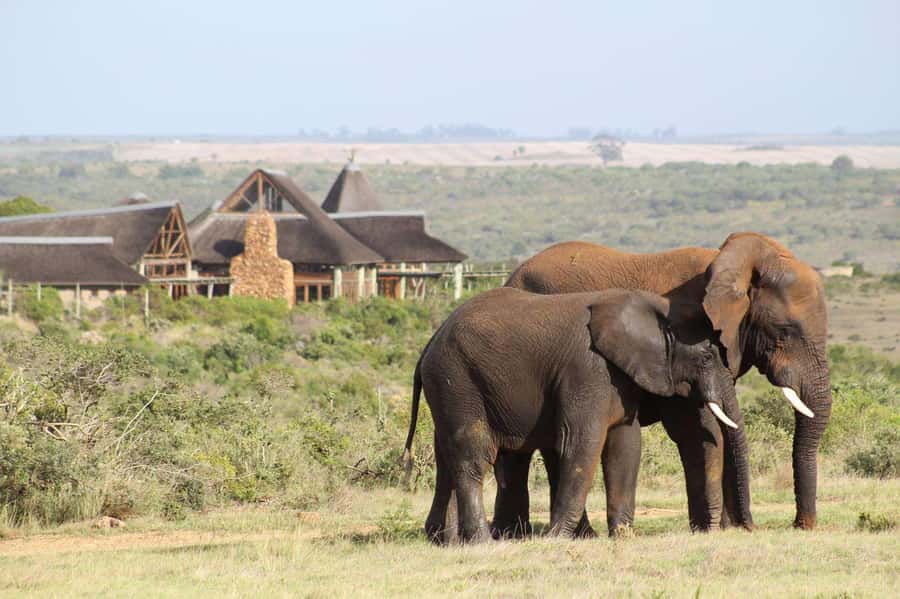From Cape Town: 2-Day Safari at Garden Route Game Lodge - Garden Route Game Lodge: 4-Star Comfort With Wildlife Nearby