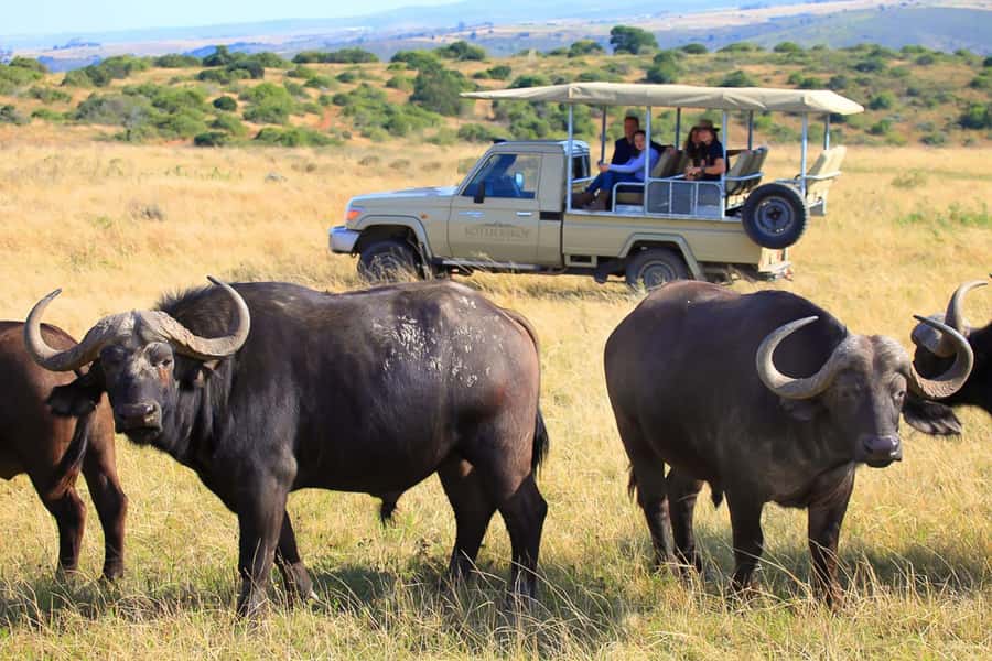 From Cape Town: 3-Day Garden Route Highlights and 4x4 Safari - Bloukrans Bridge: bungy if you want adrenaline, forest walk if you don’t