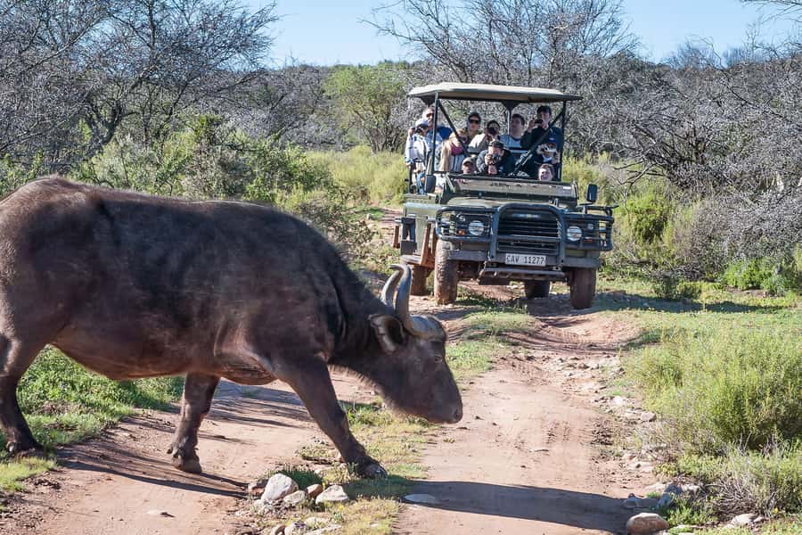 From Cape Town: 3-Day Garden Route Highlights and 4x4 Safari - Botlierskop safari day: open 4x4, ranger-led searching for real wildlife