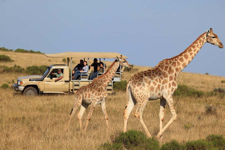 From Cape Town: 3-Day Garden Route Highlights and 4x4 Safari - Route 62 to Oudtshoorn: the day that starts with mountains and ends underground
