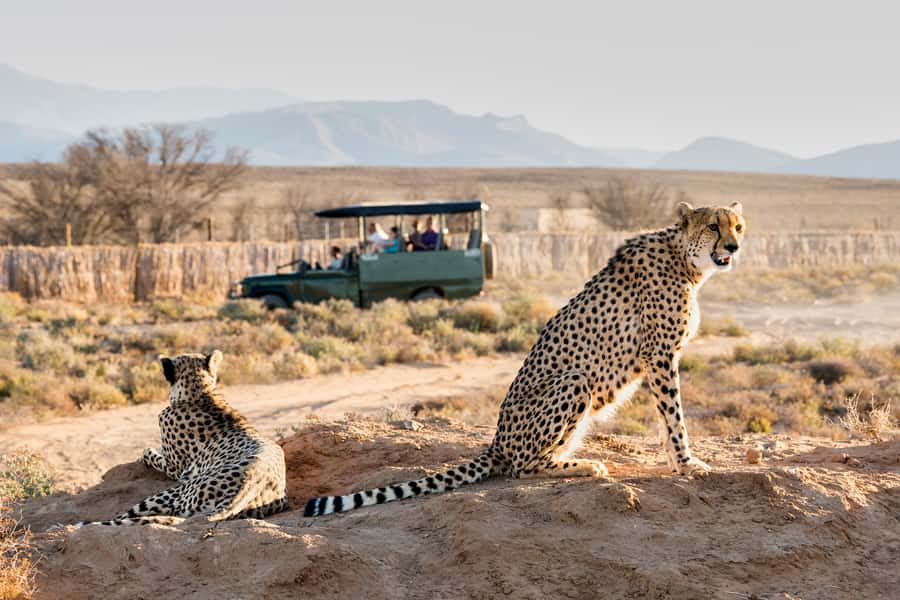 From Cape Town: 3-Day Garden Route Safari and Coastal Tour - Key things that make this tour work