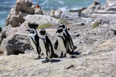 From Cape Town: 3-Day Garden Route Safari and Coastal Tour - Betty’s Bay penguins: a coastal wildlife stop with real personality