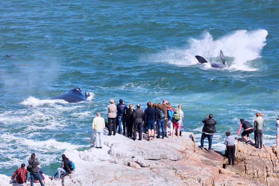From Cape Town: 3-Day Garden Route Safari and Coastal Tour - The long drive into safari country (and why it matters)