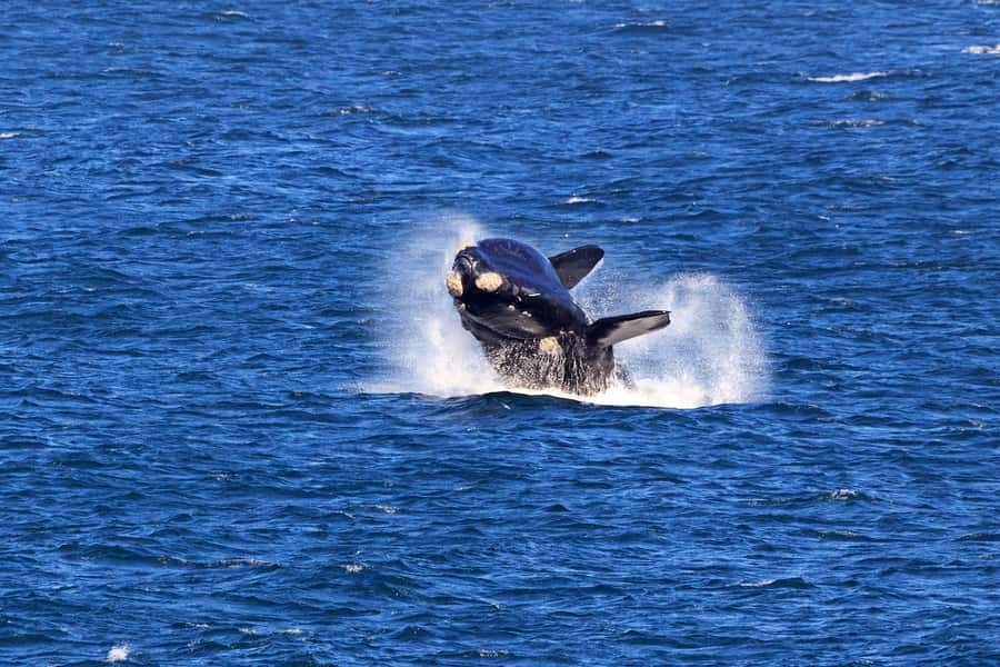 From Cape Town: 3-Day Garden Route Safari and Coastal Tour - Morning game drive and breakfast: your second shot at wildlife