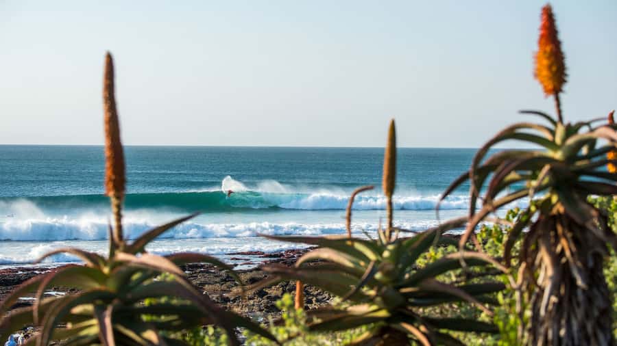 From Cape Town: 5-Day Best of Garden Route and Addo Safari - From Cape Town to Route 62: the road-trip start that sets the tone