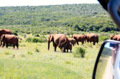 From Cape Town: 5-Day Best of Garden Route and Addo Safari - Oudtshoorn and the Cango Caves: an underground tour built for awe