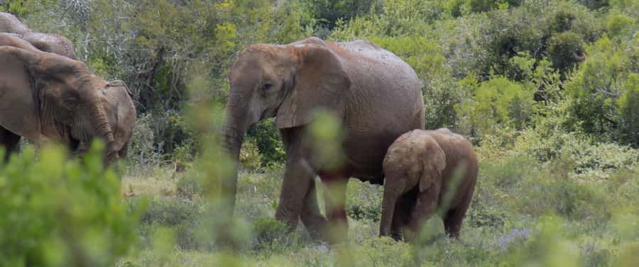 From Cape Town: 5-Day Best of Garden Route and Addo Safari - The last-day safari at Botlierskop: finishing with a 4x4 hunt