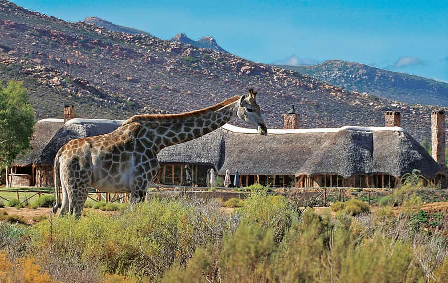 From Cape Town: Aquila Game Reserve Safari Tour with Lunch - The Open-Vehicle Game Drive: What the 3 Hours Really Feel Like