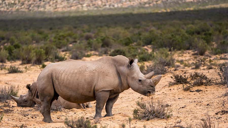 From Cape Town: Aquila Game Reserve Safari Tour with Lunch - Big Five Odds at Aquila: Lions, Elephants, Rhinos, Buffalo, Leopards